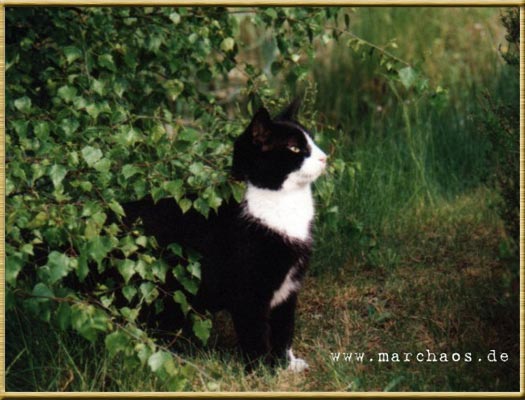 Felix the cat - Fotogalerie - www.marchaos.de